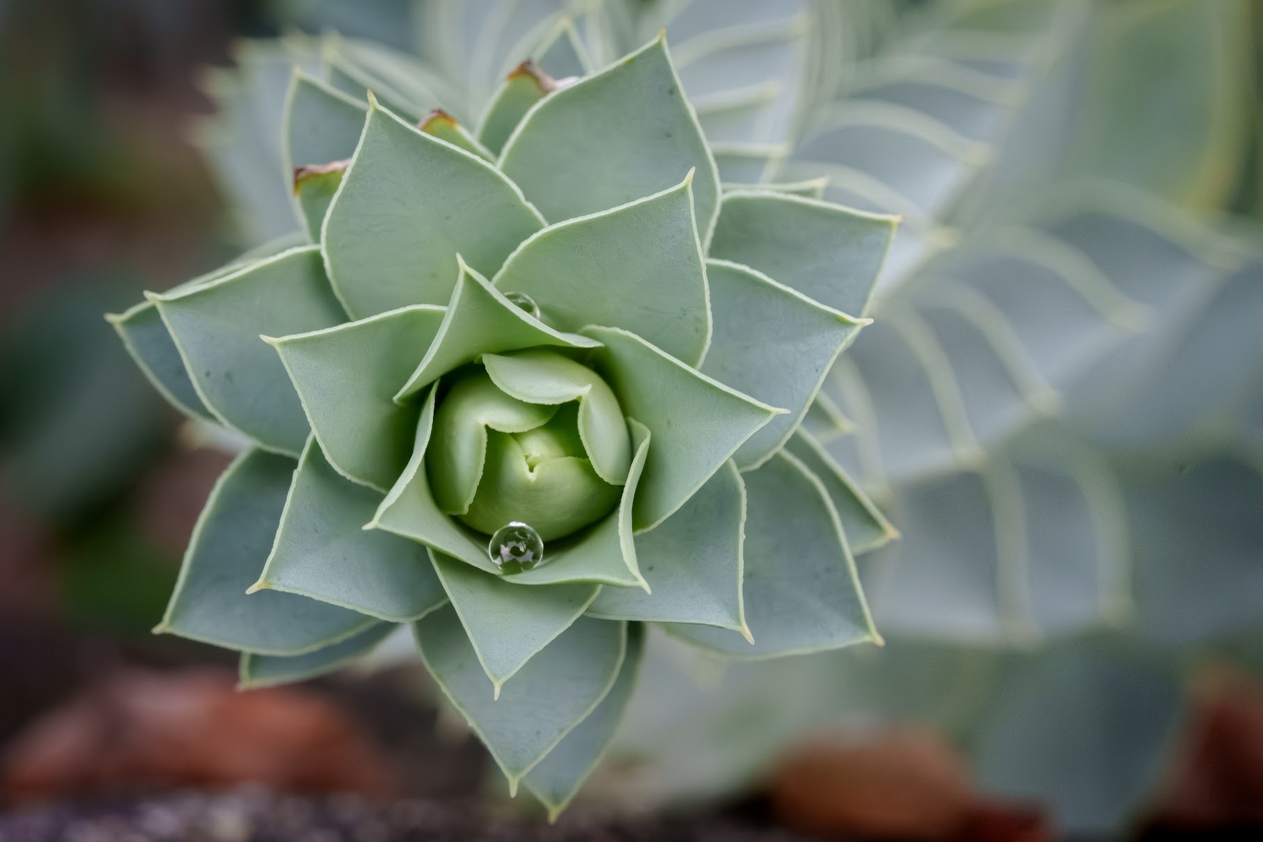 Succulent rosette overhead, single water droplet resting in its centre